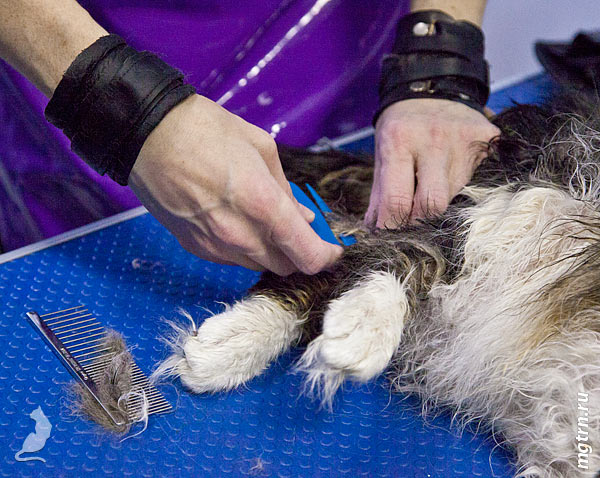 Колтунорез Колтунорез