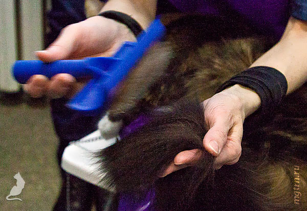 Сушим кончик хвоста Сушим кончик хвоста