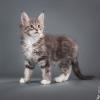 Мешкот и Мешкошка