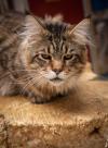 Котик Зло — Megatherion Dream Evil