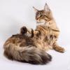 Котик Зло — Megatherion Dream Evil