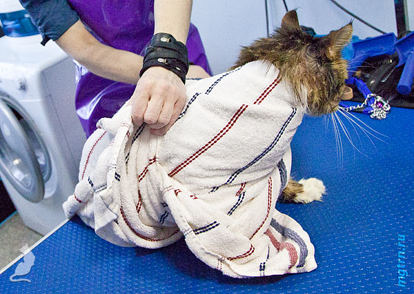 Заканчиваем заворачивание кота