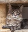 Blue tabby — наши дети голубого окраса