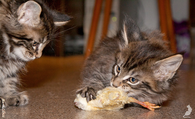Алиментный котенок мейн куна это что значит. Смотреть фото Алиментный котенок мейн куна это что значит. Смотреть картинку Алиментный котенок мейн куна это что значит. Картинка про Алиментный котенок мейн куна это что значит. Фото Алиментный котенок мейн куна это что значит