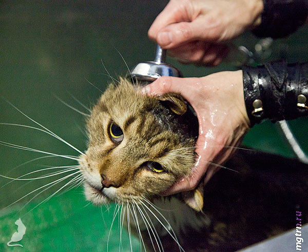 Моем голову мейн-куну Моем голову мейн-куну