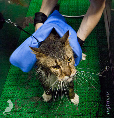 Вытираем мейн-куна Вытираем мейн-куна