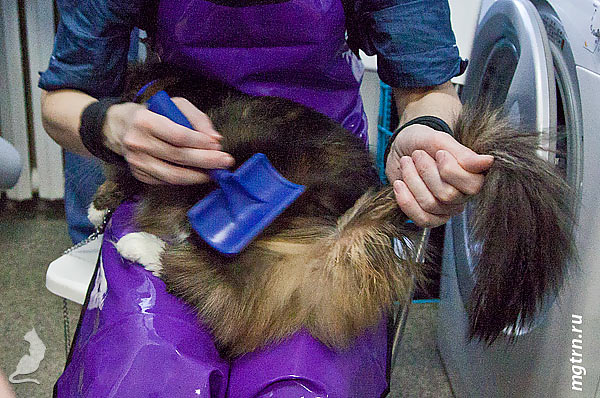 Сушим хвост Сушим хвост