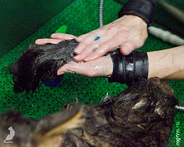 Нанесение шампуня на хвост мейн-куна Нанесение шампуня на хвост мейн-куна