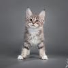 Мешкот и Мешкошка