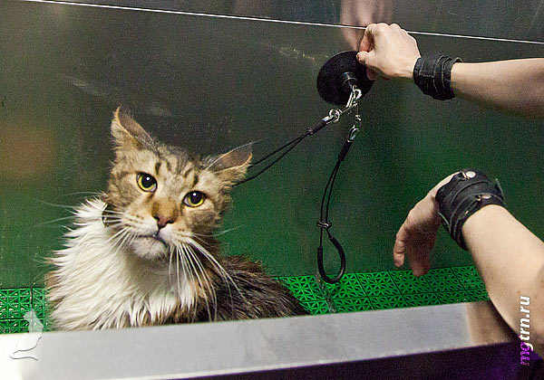 Мейн-кун в ванне Мейн-кун в ванне