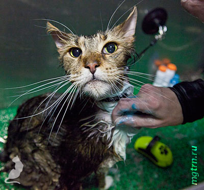 Наносим отбеливающий шампунь на воротник мейн-куна Наносим отбеливающий шампунь на воротник мейн-куна