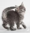 Blue tabby — наши дети голубого окраса