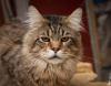 Котик Зло — Megatherion Dream Evil