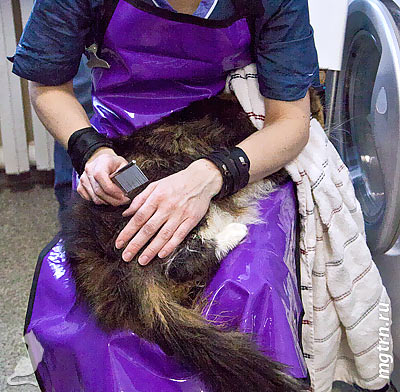 Для сушки укладываем кота на колени Для сушки укладываем кота на колени