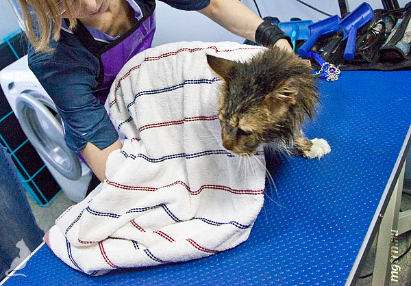 Протягиваем угол под брюхом кота