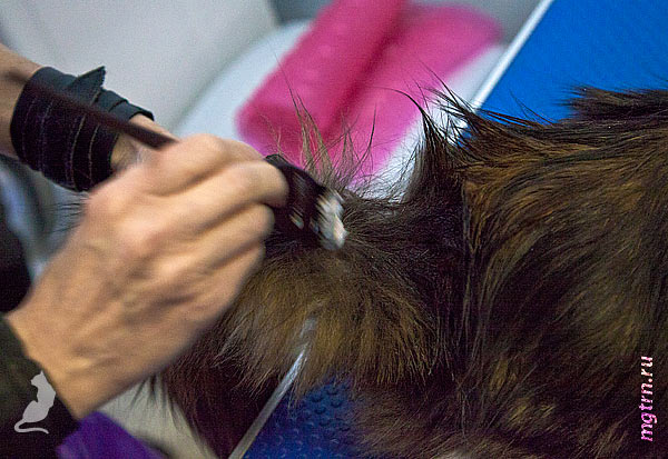 Обезжиривание хвоста мейн-куна пастой Обезжиривание хвоста мейн-куна пастой