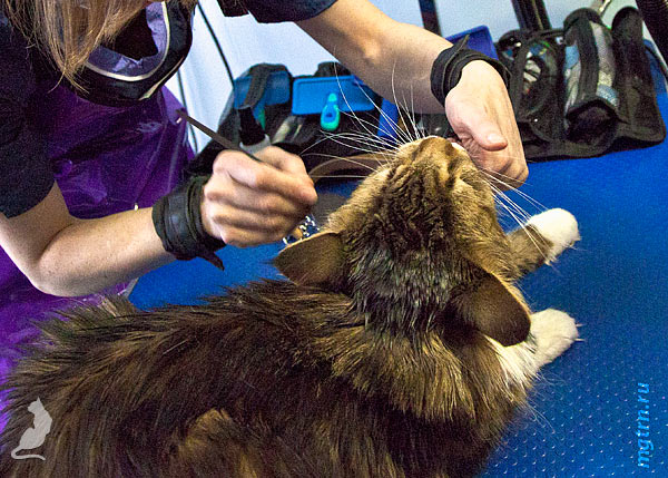 Нанесение на мейн-куна обезжиривающей пасты Нанесение на мейн-куна обезжиривающей пасты