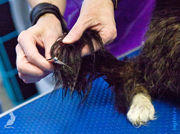 Прочёсываем кота до кончика хвоста Прочёсываем кота до кончика хвоста