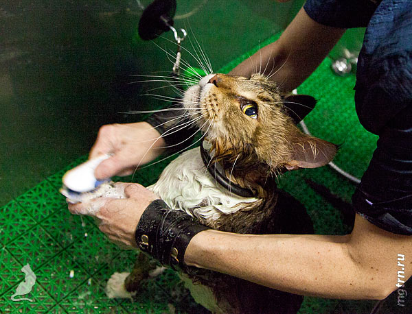 Нанесение шампуня на лапы мейн-куна Нанесение шампуня на лапы мейн-куна