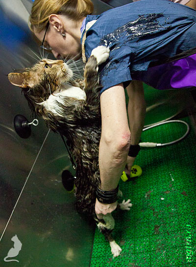 Мейн-кун выпрыгивает из ванны Мейн-кун выпрыгивает из ванны