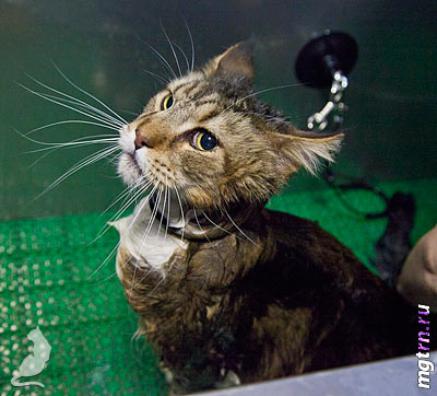 Мейн-кун в ванне на шлейке-присоске Мейн-кун в ванне на шлейке-присоске