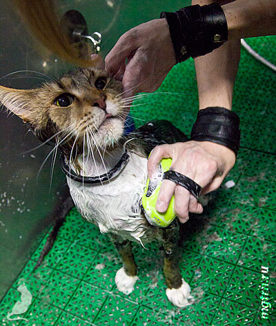 Наносим шампунь на воротник мейн-куна Наносим шампунь на воротник мейн-куна