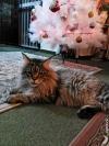Котик Зло — Megatherion Dream Evil