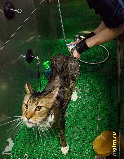 Нанесение шампуня на пятки мейн-куна Нанесение шампуня на пятки мейн-куна