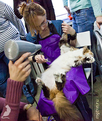 Сушим брюхо Сушим брюхо