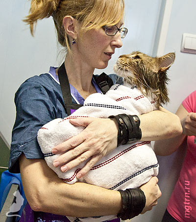 Мейн-кун в полотенце Мейн-кун в полотенце