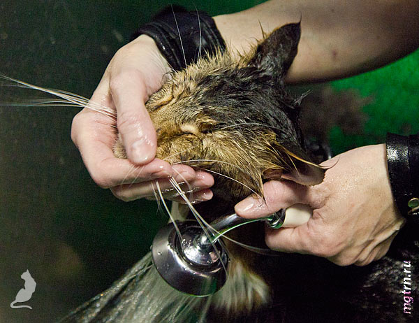 Смываем голову мейн-куну Смываем голову мейн-куну