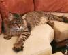 Котик Зло — Megatherion Dream Evil