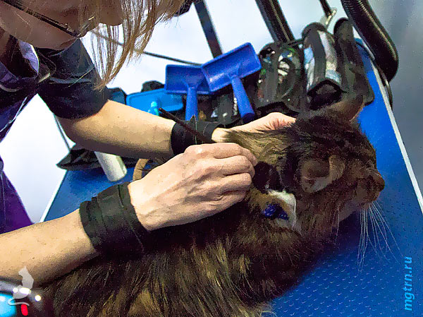 Нанесение на мейн-куна обезжиривающей пасты Нанесение на мейн-куна обезжиривающей пасты