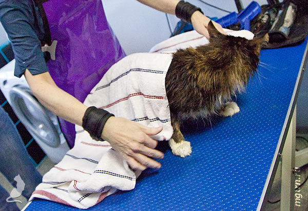 Накрываем кота полотенцем