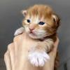 Дети Пятнигра и Лошади