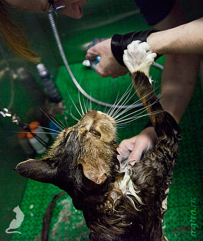 Зачем грумеру напульсники Зачем грумеру напульсники