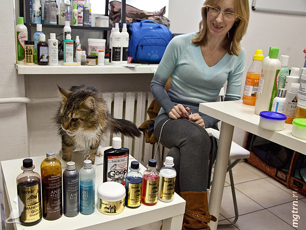 Мейн-кун Cross Kocurro Мейн-кун Cross Kocurro и его косметика